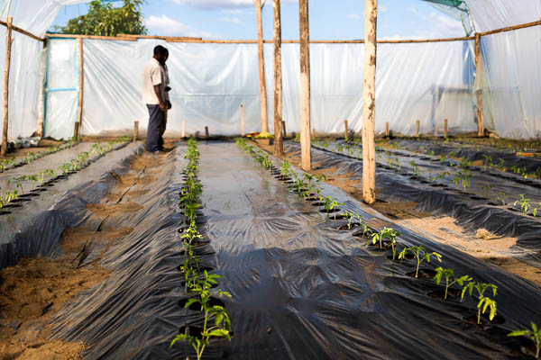 Image shows the interior of the Kuwala Campus greenhouse growing tomatoes