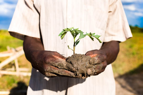 Image shows young Tomato plant being carried