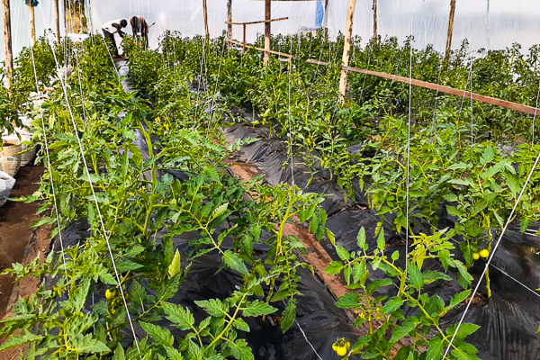 Image of tomato plants growing in the Kuwala greenhous