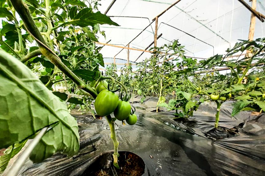 Image of Tomato plants growing in Kuwala's greenhouse.