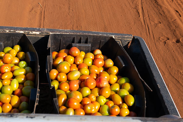 Tomatoes on the truck heading to the Market. Aug-20