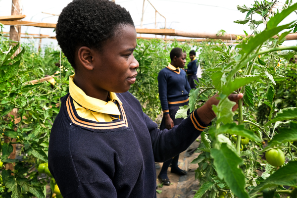 Image of Kuwala student caring for the tomato crop in the greenhouse.