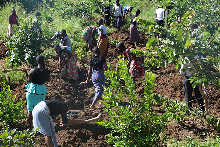 Image of Kuwala girls working in the orchid field. 