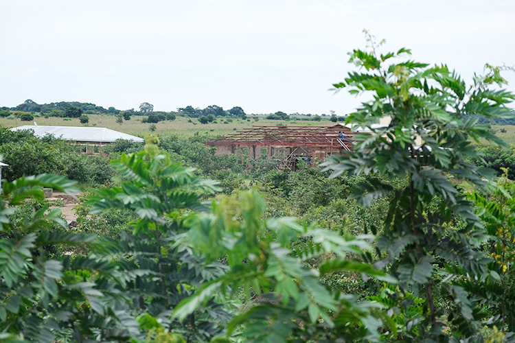 Image of St. Peter's Hall construction looking thru the trees from a distance.