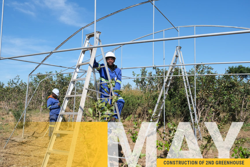 Image of Kuwala's second greenhouse construction. Frame of greenhouse is being installed