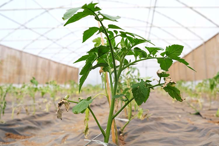Interior is 5x the size of the original and the tomatoes are just past the seedling size.  