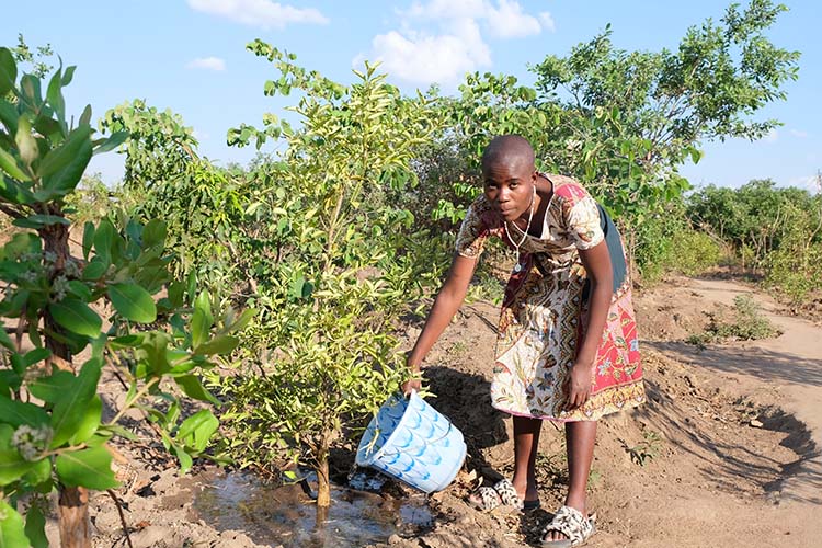 Emelester watering a tree in the orchard. 