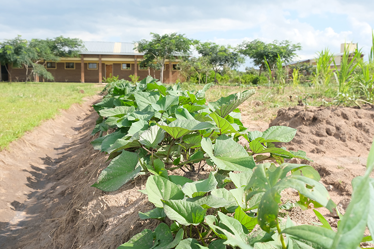 Sweet potatoes planted on the terrace