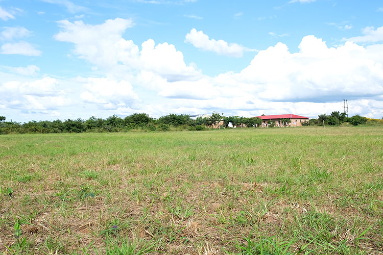 Open field where grass is growing on the soccer pitch.