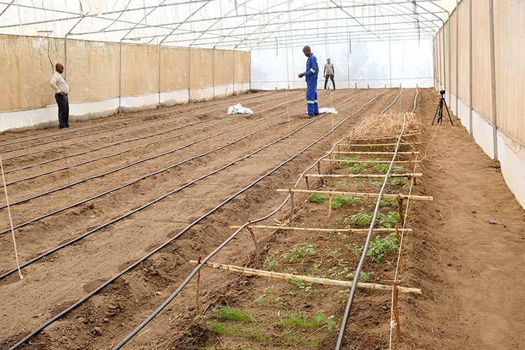 Workers inside Kuwala's greenhouse inspecting the drip irrigation system.
