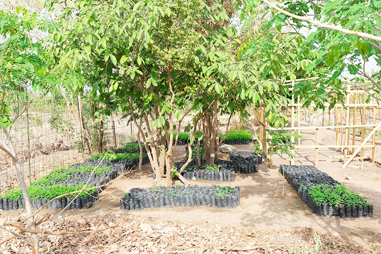 Trees in an enclosure surrounded by seedlings.