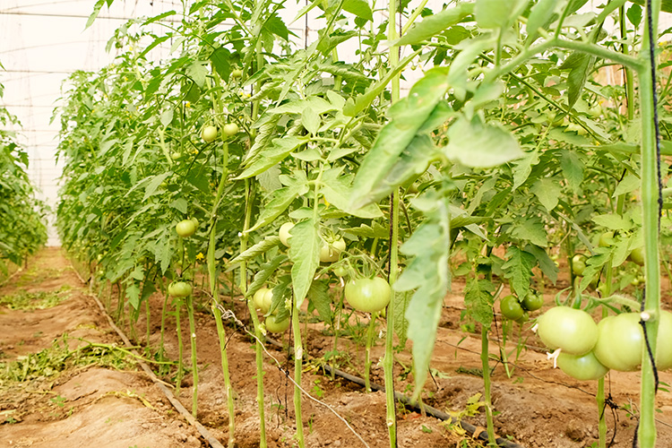 Inside of Kuwala's greenhouse with tomatoes on vines. 