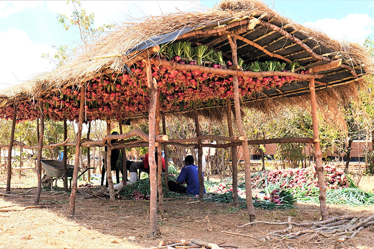 Workers underneath a thatched grass roof with bunches of onions drying.