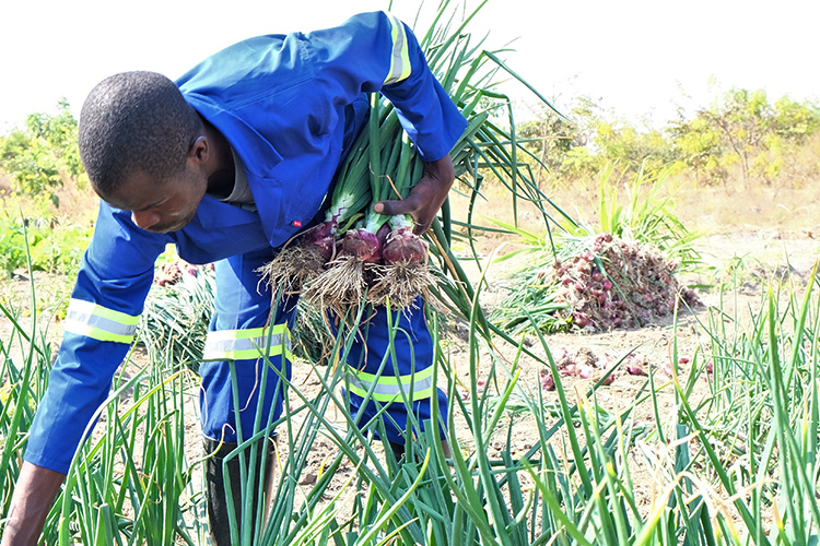 Kuwala's farm manager in open field uprooting bunches of onions with arms full of picked onions.