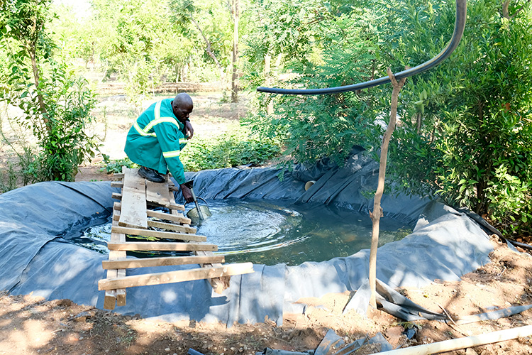 Kuwala employee dipping water can into reservoir to water nearby tomatoes.