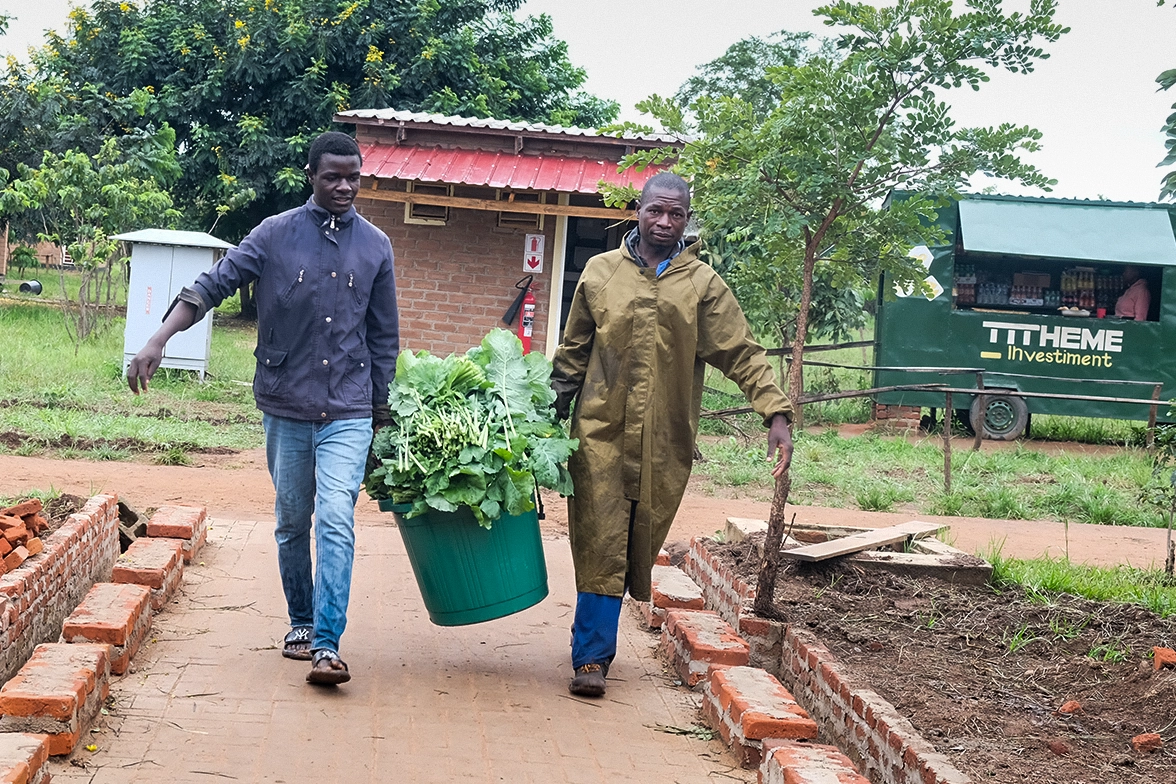Kuwala crop is being harvested and two men are carrying cut leafs on a walkway that is being installed with bricks.