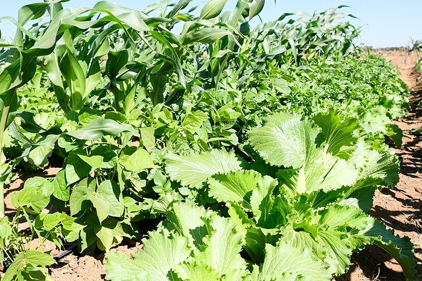 Healthy leafy plants growing on the farm. 