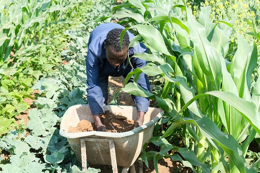 Patrick in the field with planted crops surrounding him and the wheelbarrow. 