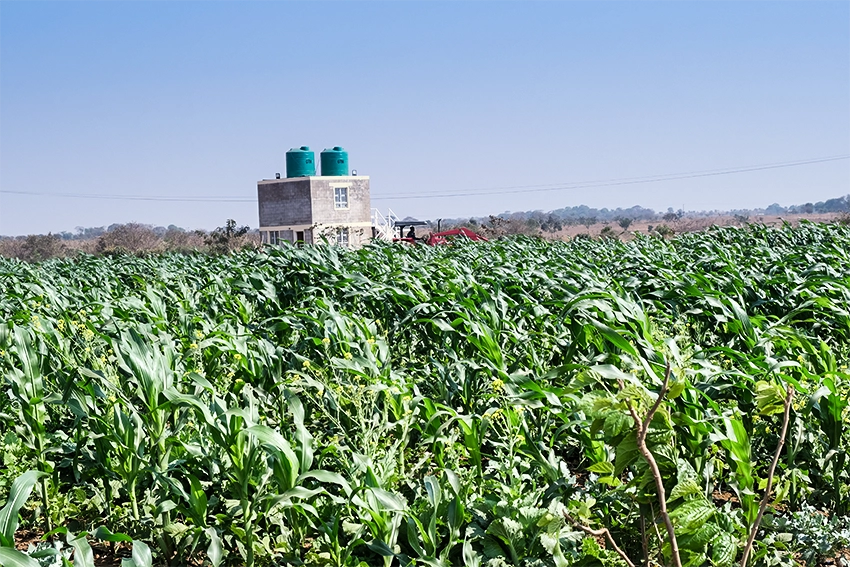 watertower in the background with green crops growing in the foreground. 