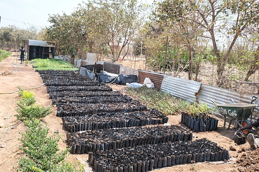 Row upon row of seedlings ready to be planted outside. 