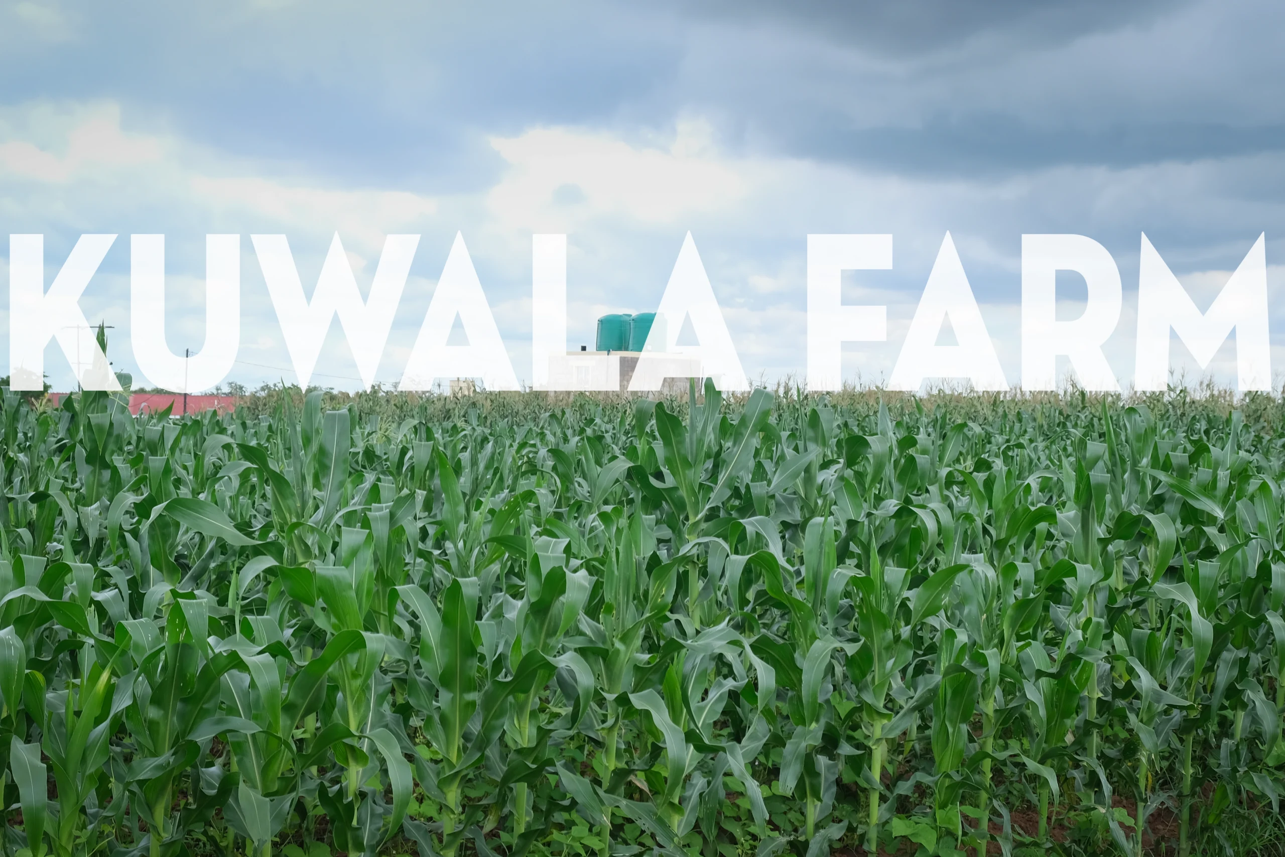 Maize field at Kuwala's farm in Malawi.